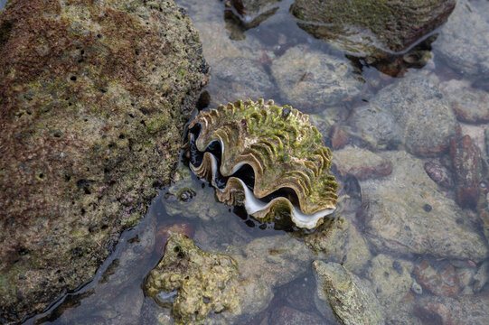 Giant clam (Tridacna gigas) on the sea 