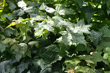 Grey spots on green Maple leaves affected by Erysiphales powdery mildew. Maple tree fungal disease.