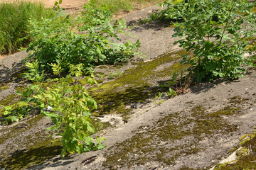 Plants grow between cracked cement. Nature reconquers concrete pavement