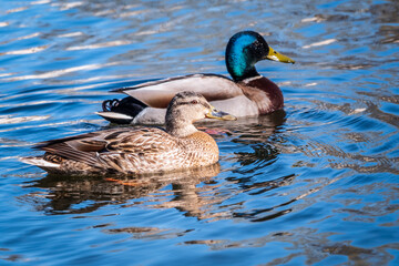 Male and female mallard duck swimming on a pond with blue water