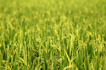 Rice paddy on farm land.