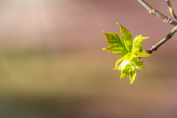 Spring branches with fresh green leaves on a background of blue sky.