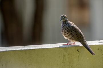 dove on a fence