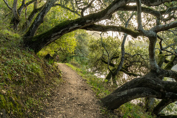Oak and bay trees line a hiking path by a lake under heavy overcast sky, Waterdog Lake, Belmont, California