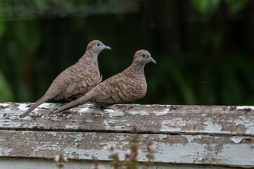 Couple of spotted dove bird sitting together.