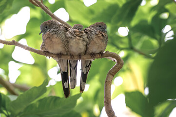 Three of Spotted dove bird sitting together on the tree.