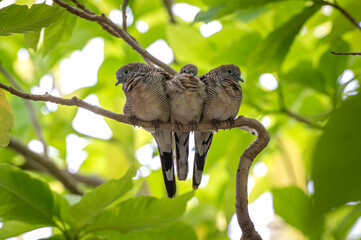Triple of Spotted dove bird sitting on tree together.