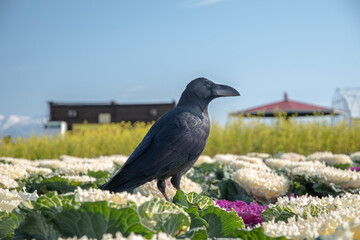 Black crow in the flowers field.