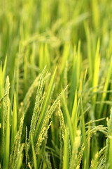 Fototapeta na wymiar Rice paddy on farm land.