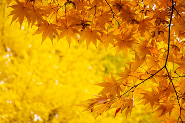 Naklejka na ściany i meble Yellow maple leaves in autumn seasons.