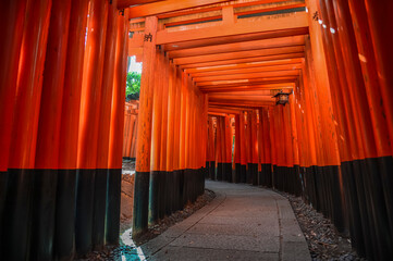 Fushimi Inari torii gates.