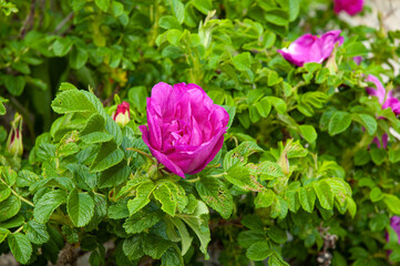 Wild rose in a bed of green leaves