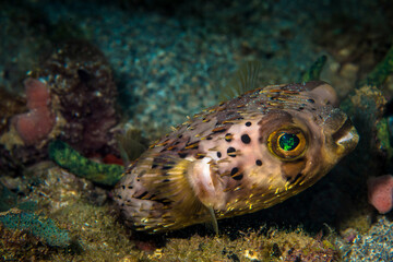Close up of a burr fish