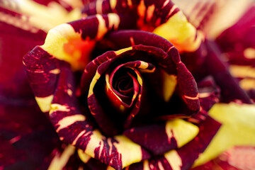 Blurred for background.Red rose for background.Concept for romantic valentine day.