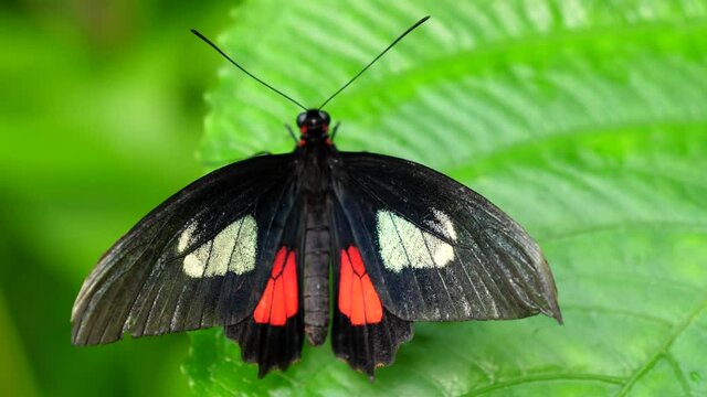 Black, white and red color Mylotes cattleheart butterfly is sitting on green leaf for a while and then flying away.