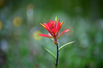 Paintbrush
