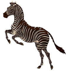 Plains zebra reared before jumping. Striped stallion laid its ears back and stands on its hind legs. Color vector design element for african wildlife tourism and safary.
