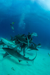 Sharks swimming around a shark feeder