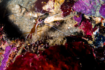 Peppermint shrimp