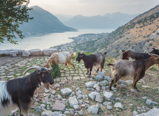 Mountain goats overlooking the Bay of Kotor,Montenegro.