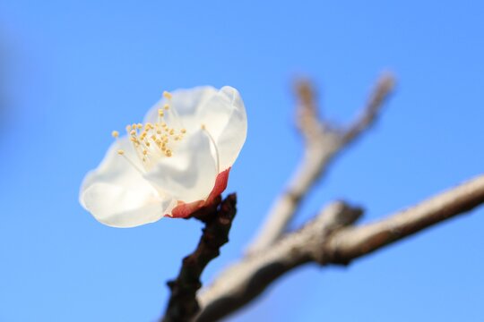 春よこい
愛知県豊橋市の向山梅林園です