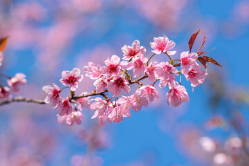 Beautiful Pink Sakura flower blooming on blue sky background