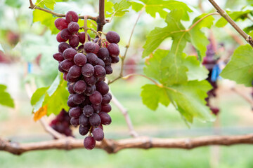 Close-up of Red grapes on the vine in the field, Grown in Thailand