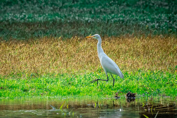 A white Egret walking in the grass at Wachirabenchathat Public Park Bangkok Thailand.