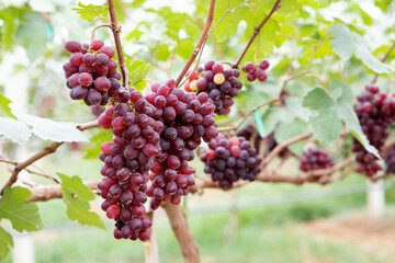 Close-up of Red grapes on the vine in the field, Grown in Thailand