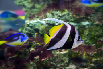Black and white moorish idol fish swimming in the aquarium