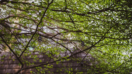 leaves in the wind