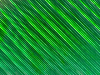 Closeup nature view of green coconut leaf background concept . - 406580775