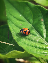 a beetle is seen on a beautiful leaf full of color and also looks so natural