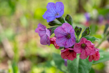 Obraz premium Wild flower with multi-colored buds close-up. Lungwort. Macro.