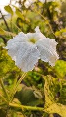 A beautiful white coloured flower with greenish blurred background
