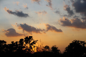 sunset in the forest