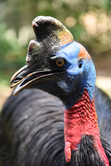 The northern cassowary, Casuarius unappendiculatus also known as the one wattled cassowary, single wattled cassowary, or golden necked cassowary, is a large, stocky flightless bird of northern Papua, 