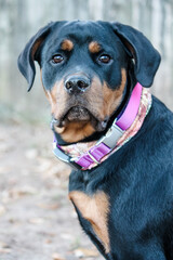 Young female purebred rottweiler posing