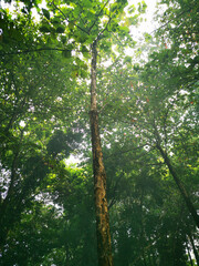 Fototapeta premium tree among trees at the forest in the morning