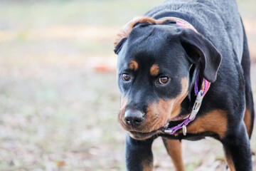 Young female purebred rottweiler posing