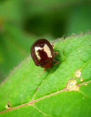 a beetle on a leaf looks beautiful colorful and also looks so natural