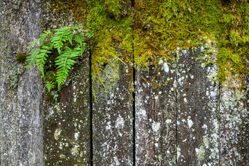 Weathered, decrepit, wood fence covered in lichen, moss, and ferns, as a nature background
