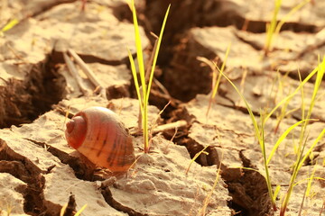 Close up transparent brown shell in the rice field