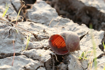 Close up transparent brown shell in the rice field
