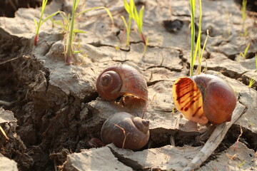 Close up transparent brown shell in the rice field