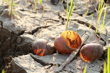 Close up transparent brown shell in the rice field