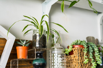 Green plants on white shelves on white wall in the room. Plant shelves, indoor plants.
