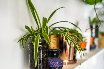 spider plants on the plant shelves, indoor plants, modern minimalist home.