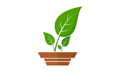 Plant with vase for decoration vector design