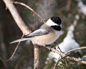Chickadee Stock Photos. Close-up profile view on a tree branch with a blur background in its environment and habitat, displaying grey feather plumage wings and tail, black cap head. Image. Picture. 